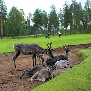 Santa Claus Golf