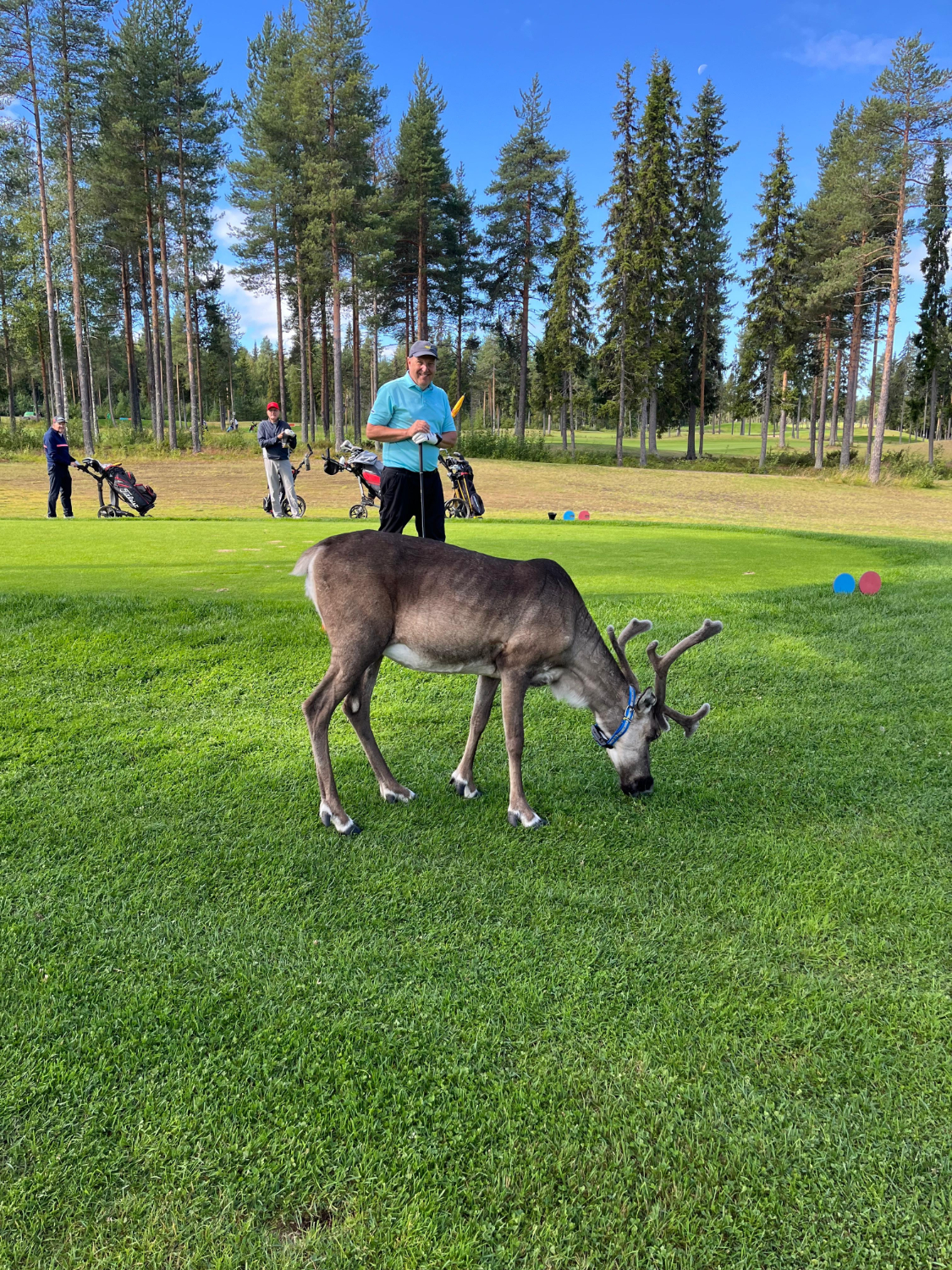 Myös porot tulivat tervehtimään puheenjohtaja Tiitolaa Ounasvaaran Golfpuistossa.
